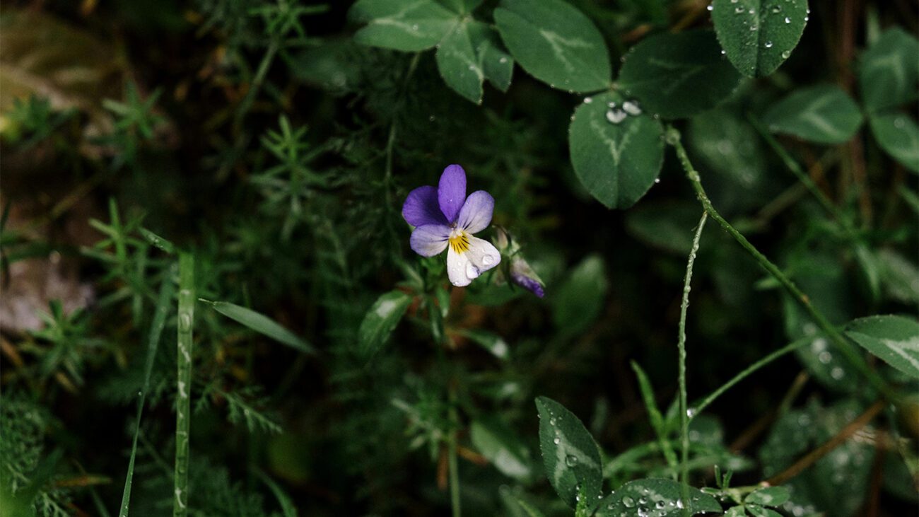 Як позбутися дикої фіалки на ділянці