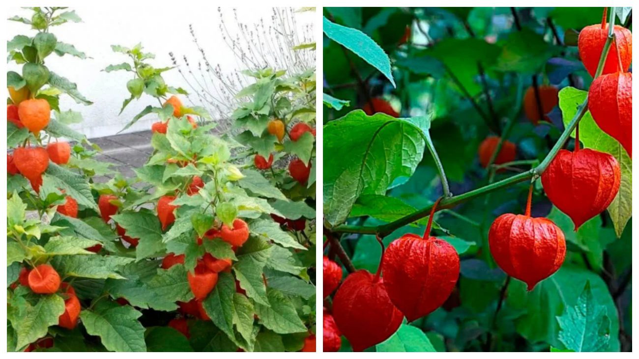 Садівники пояснили, який сорт фізалісу ідеально ростиме на півдні України