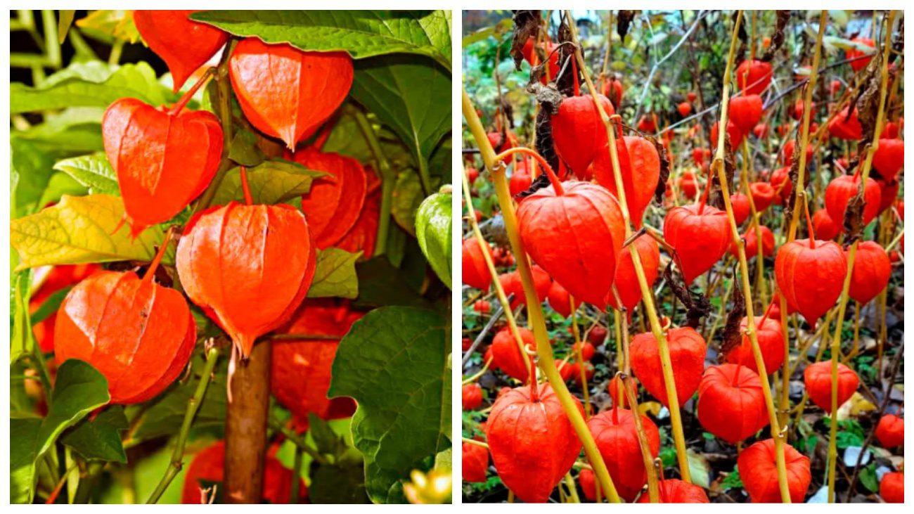 Садівники пояснили, який сорт фізалісу ідеально ростиме на півдні України