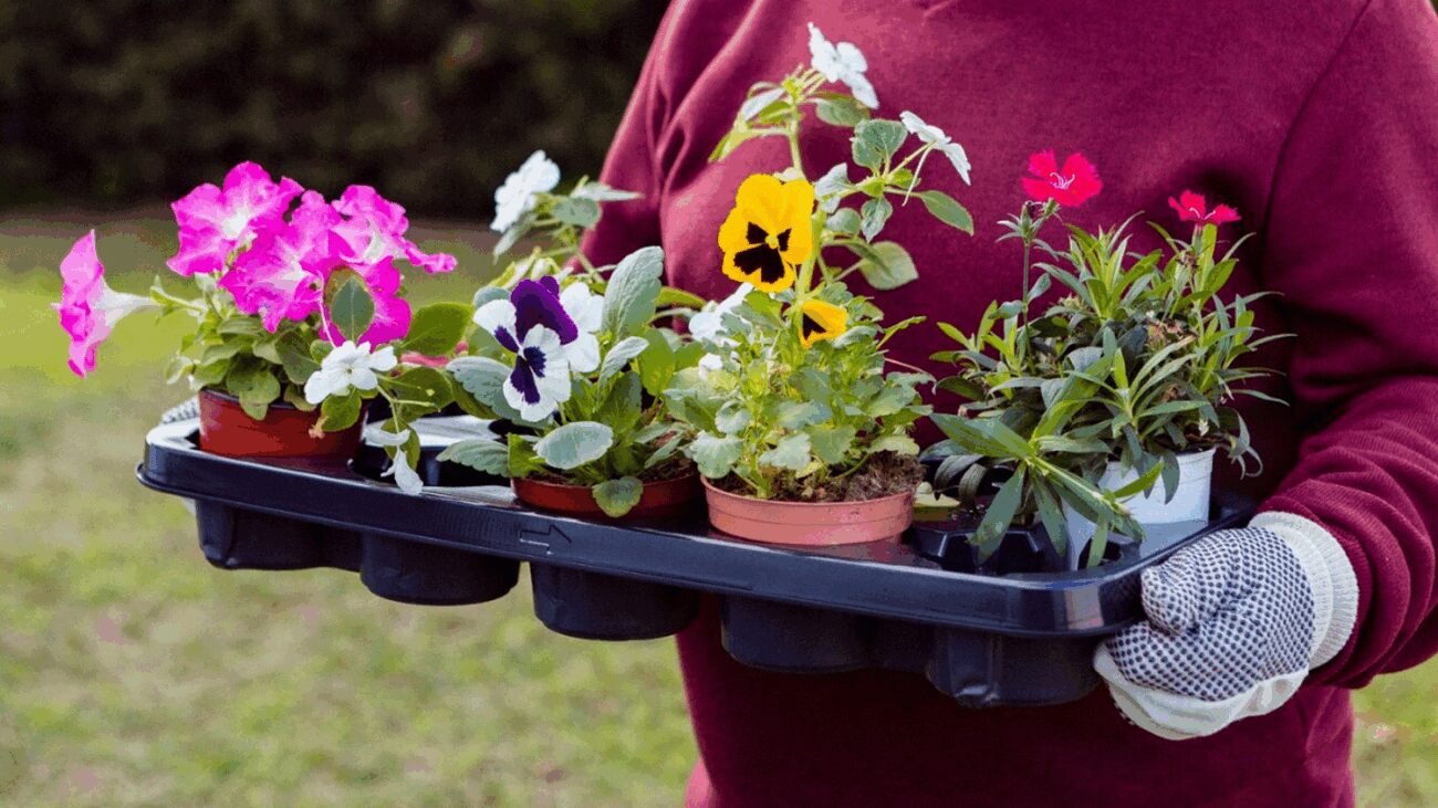 Садівники розповіли про ефективну підгодівлю для рясного цвітіння петуній