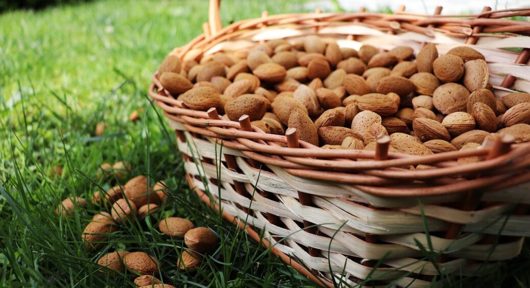 Вирощуємо мигдаль в своєму городі на раз-два: для чого його тримати в піску – 1 важливий нюанс 