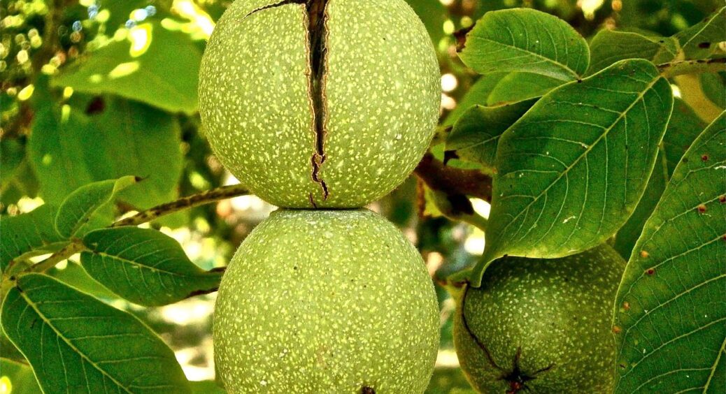 Руки після волоського горіха завжди мию цим: ніколи не чорніють, бо засіб 100 із 10 