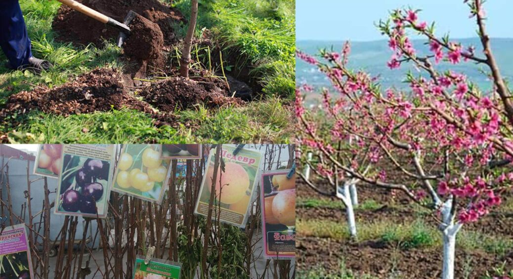 Замість зелених листочків “чахлики”? Ось, що ви зробили з саджанцями не так – всього 1 причина 