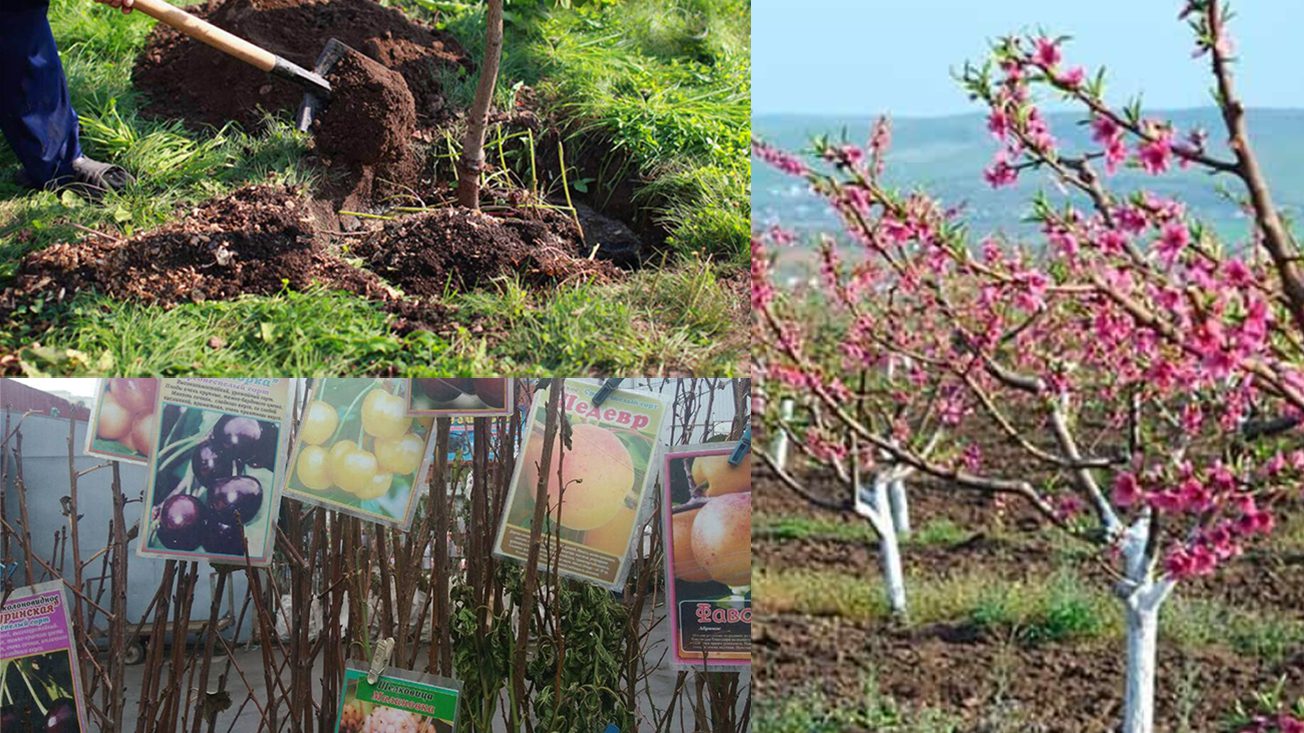 Чому засихають фруктові саджанці дерев