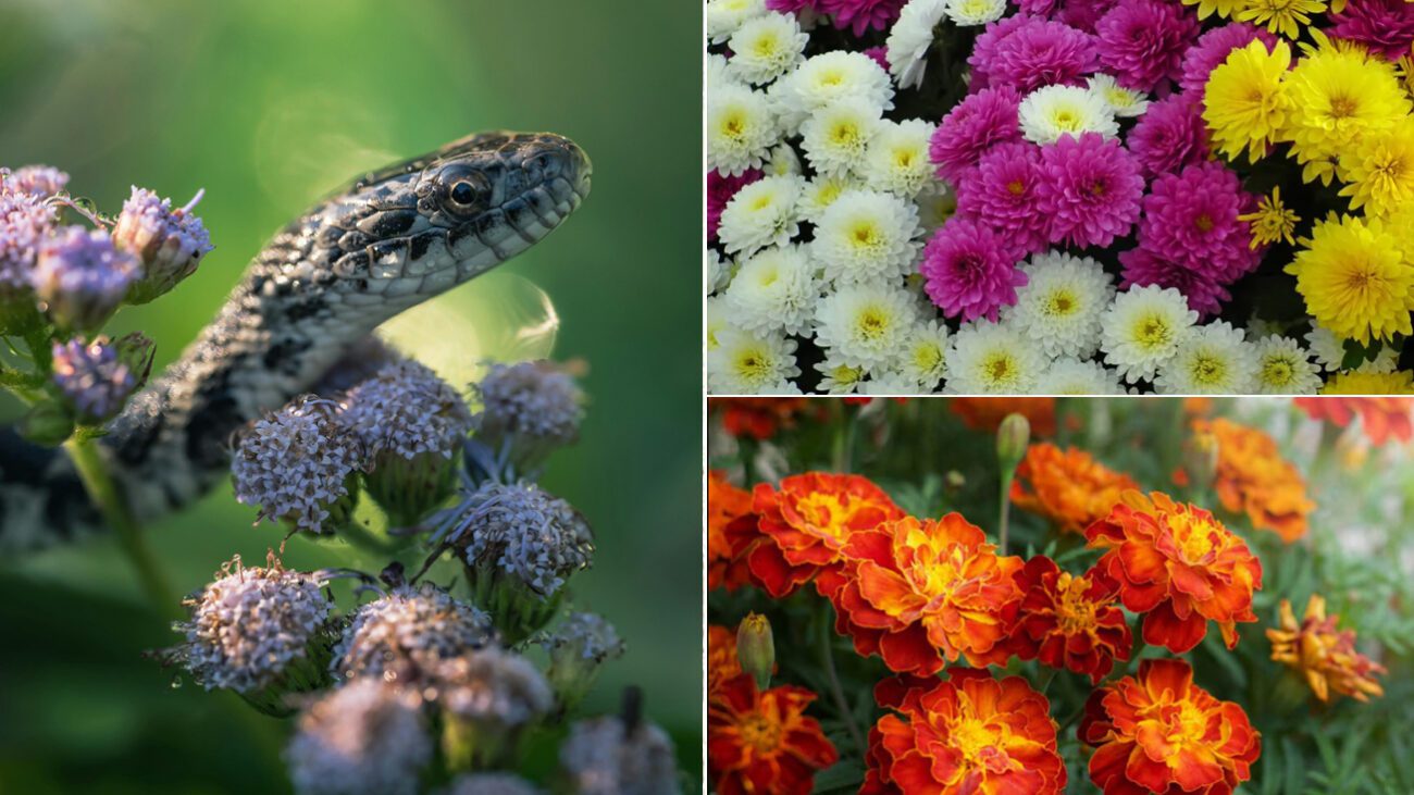 Як відвадити змій та гадюк з обійстя