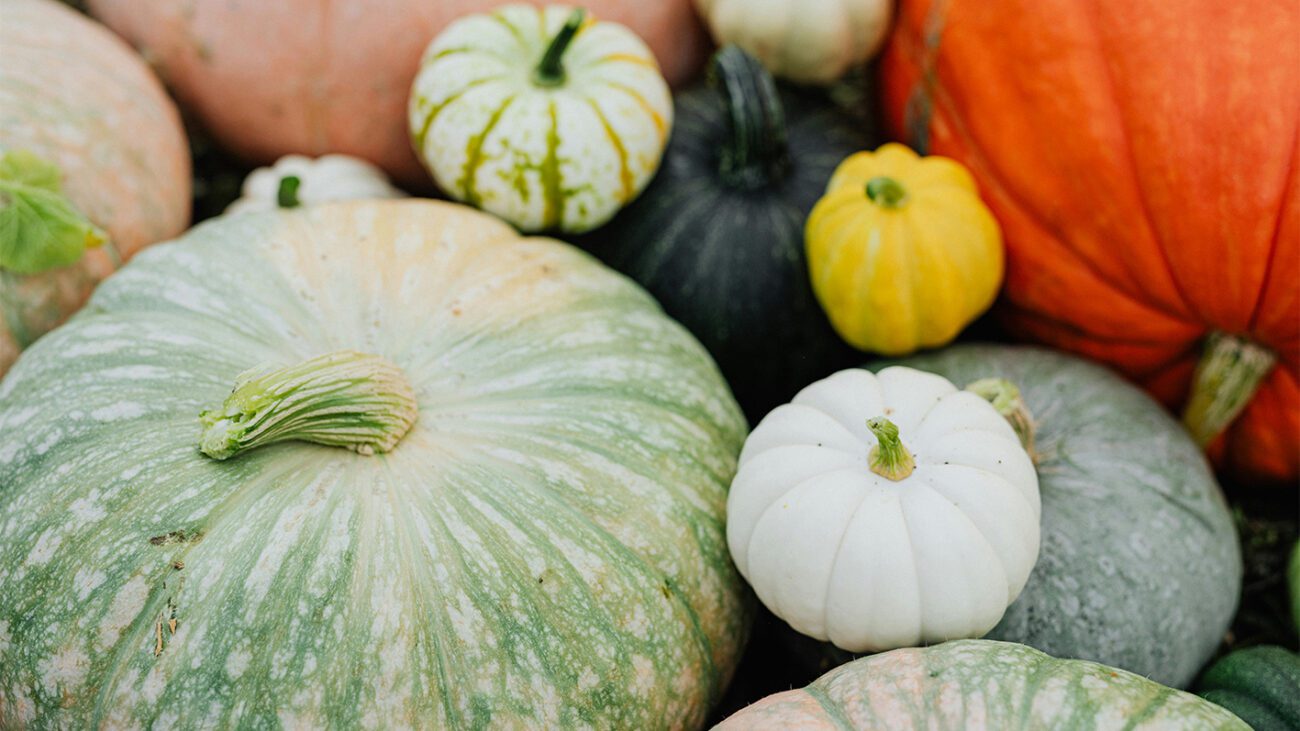 Як виростити великі гарбузи