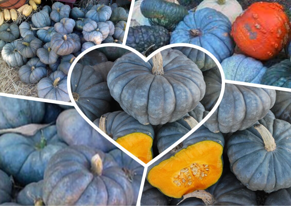 Садівники пояснили, з якого сорту гарбузів можна робити компоти, соки та варення