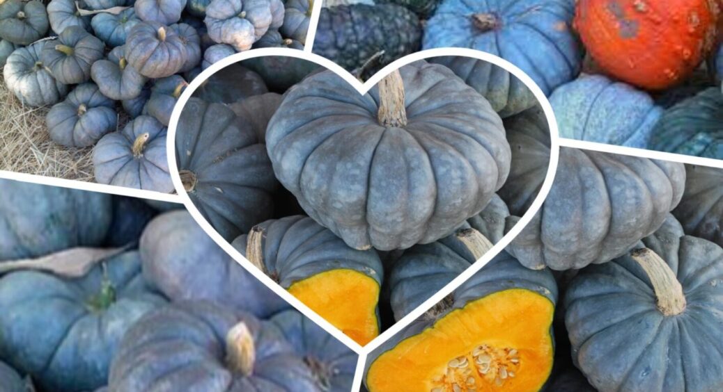 Сорт синіх гарбузів, які завезли в Україну з Австралії: можна їсти та прикрашати будинки 