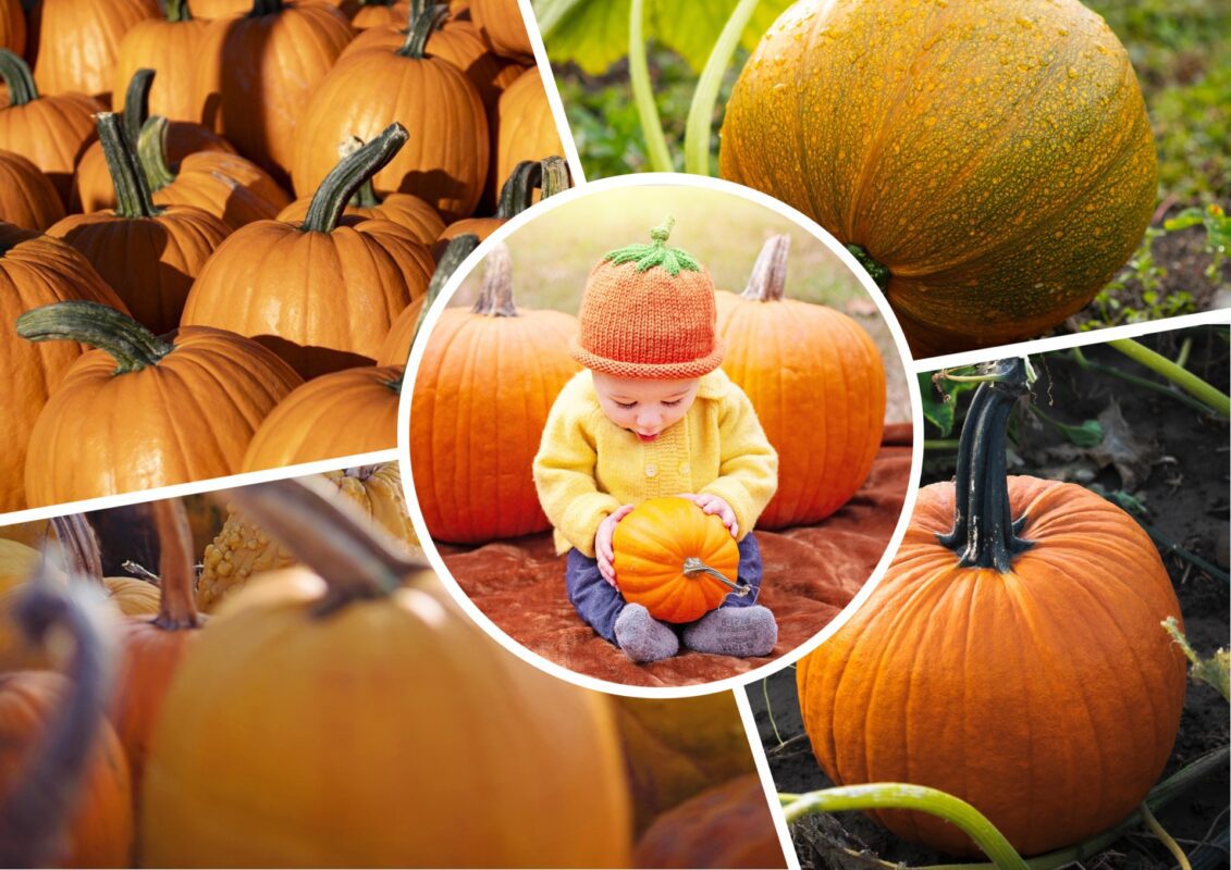 Садівники пояснили, які 2 сорти гарбузів найкраще ростуть на Вишгородщині 