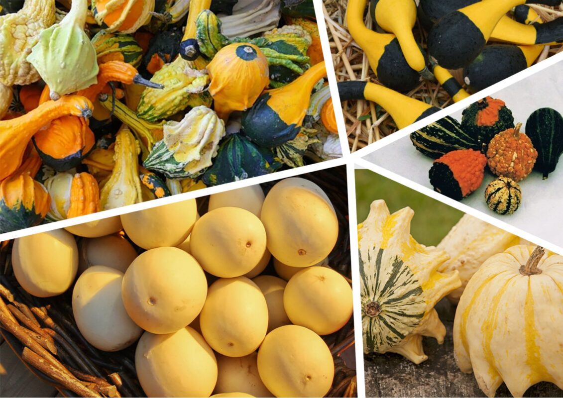 Ці декоративні гарбузи всі хочуть, але ніхто не знає назви сортів: ці 5 – найдивовижніші 