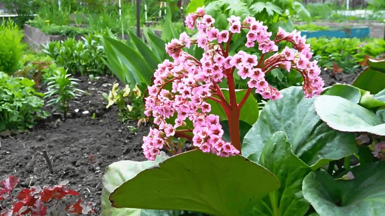 Садівники назвали 5 найкращих декоративних рослин у рожевих відтінках