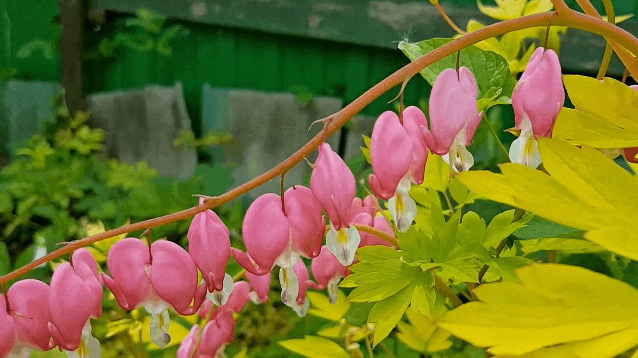 Садівники назвали 5 найкращих декоративних рослин у рожевих відтінках