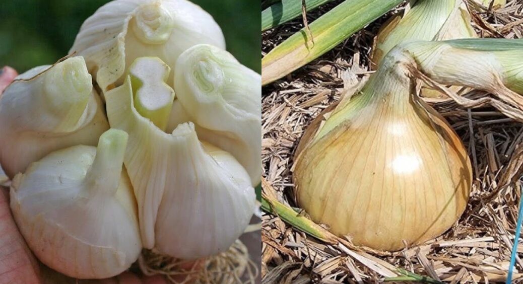 Після збору цибулі та часнику у 2025-му – терміново: для ґрунту готую бактеріальний еліксир 