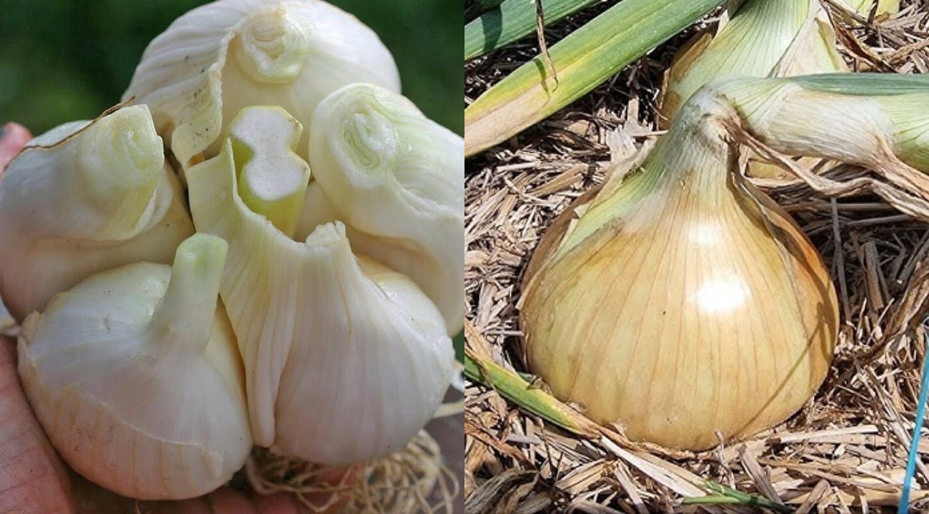 Агроном розповів, що зробити із грядкою після цибулі та часнику