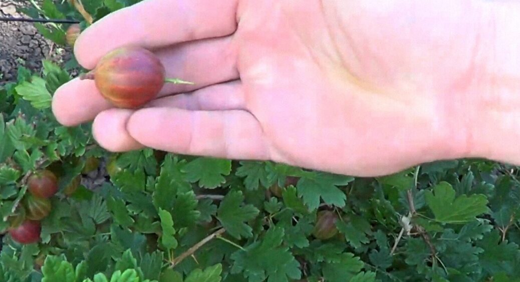 3 супердобрива для аґрусу в травні 2025: щоб ягоди не сипалися, а ставали велетенськими 