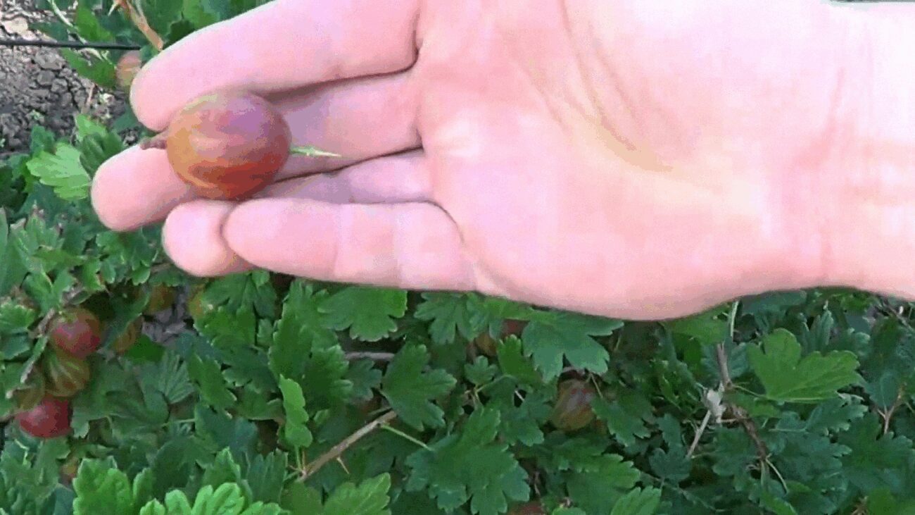 Агрономи назвали 3 найефективніших добрива для аґрусу