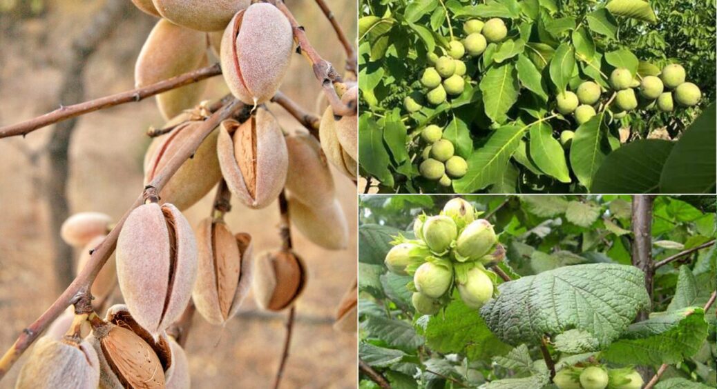 А в саду не вишні з яблунями: родина з Кіровоградщини вирощує майже 1000 екзотичних горіхів 