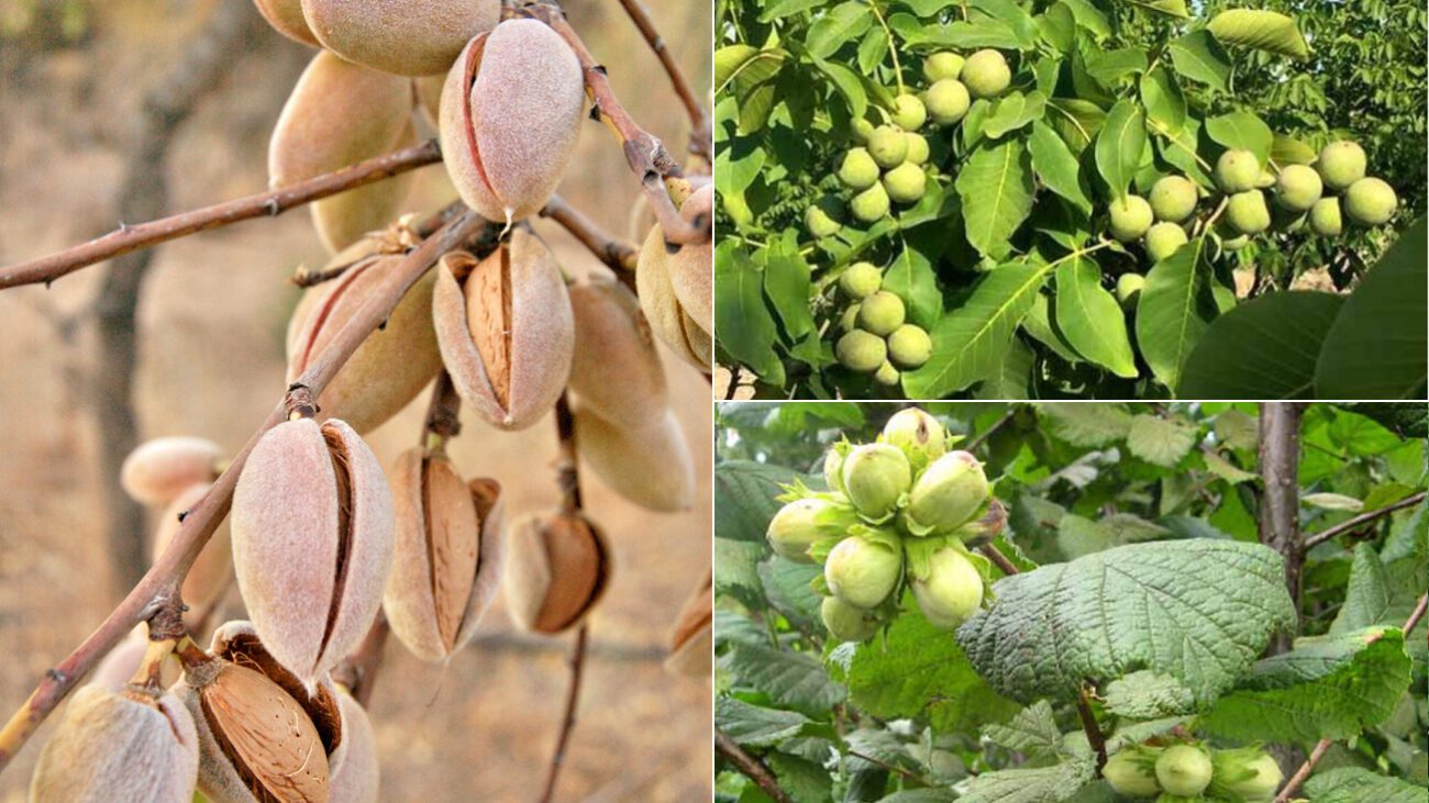 Звичайні та екзотичні горіхи вирощують на Кіровоградщині