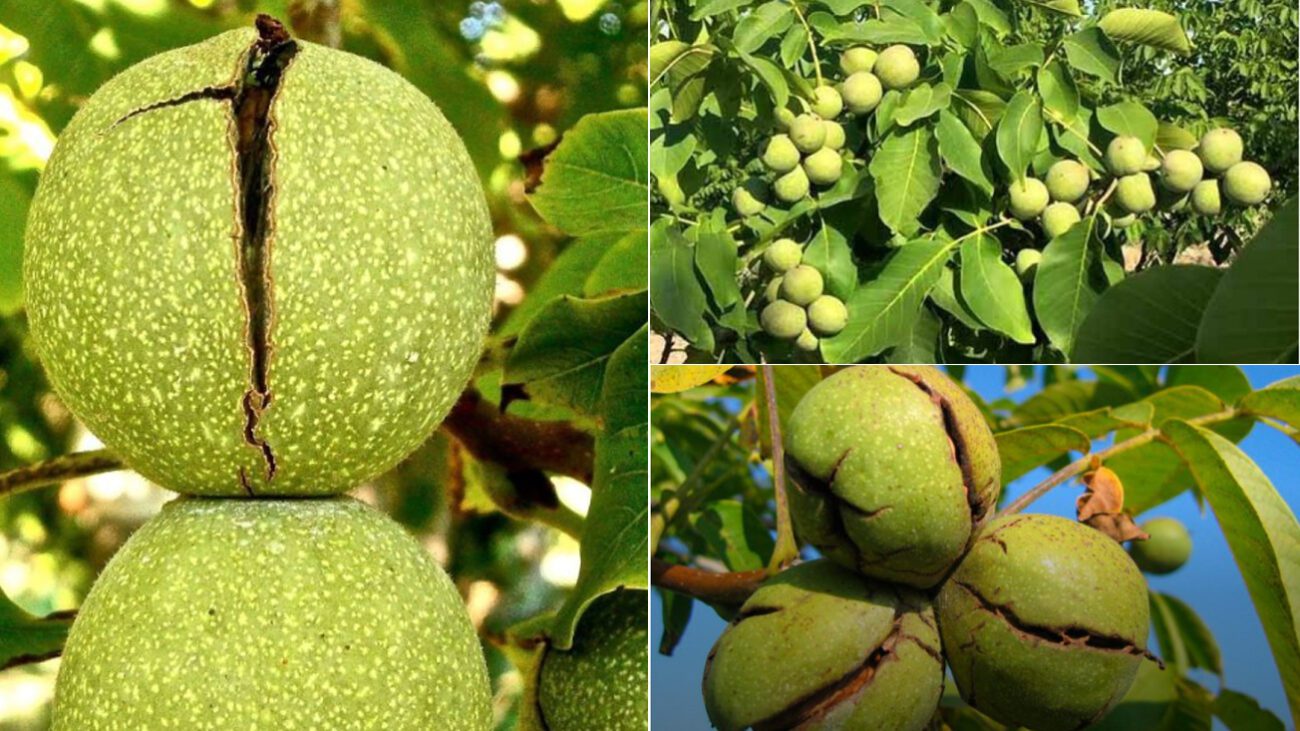 Горіх не можна садити біля хати