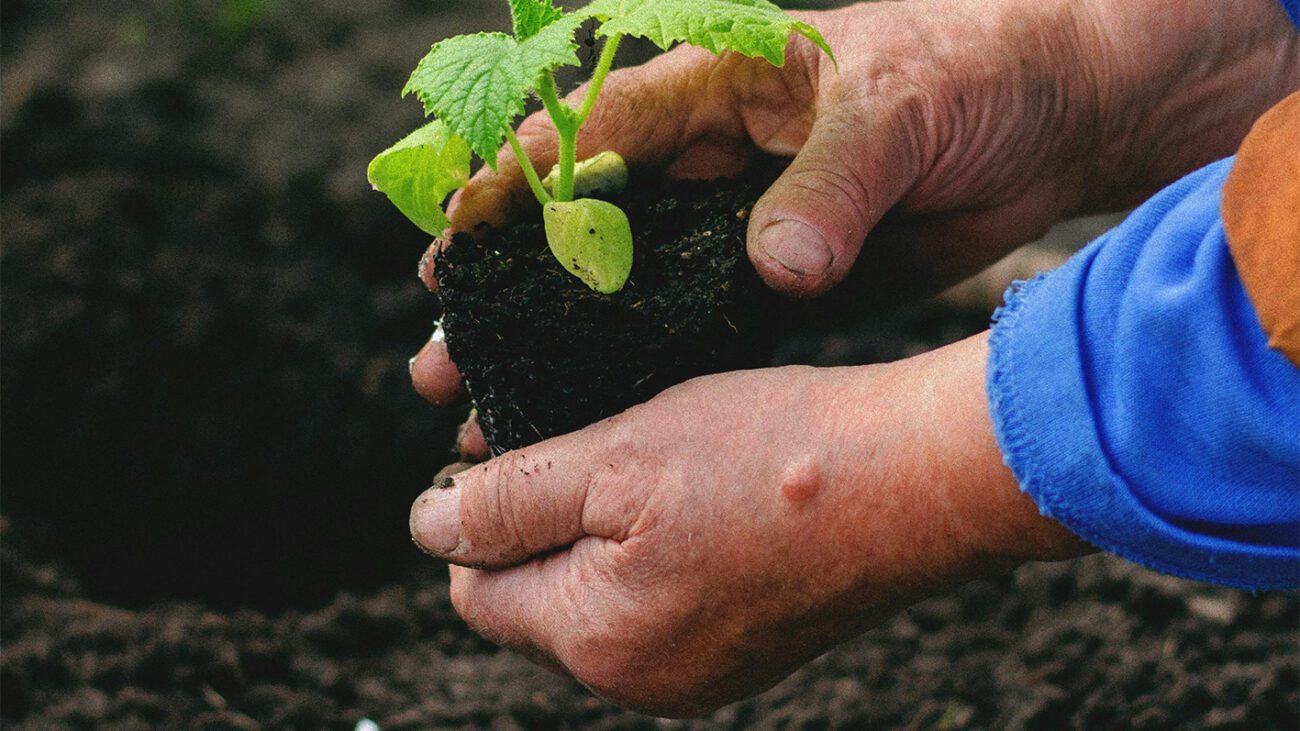 Помилки, яких припускаються дачники