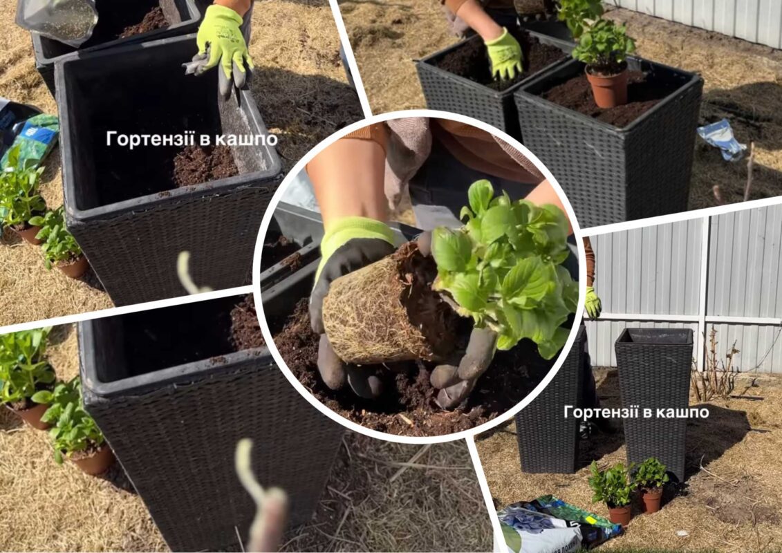 Садівники пояснили, що слід класти у кашпо при вирощуванні гортензій