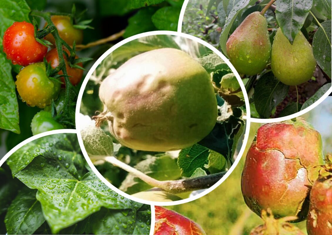 Садівники пояснили, які речі вбережуть врожай від граду