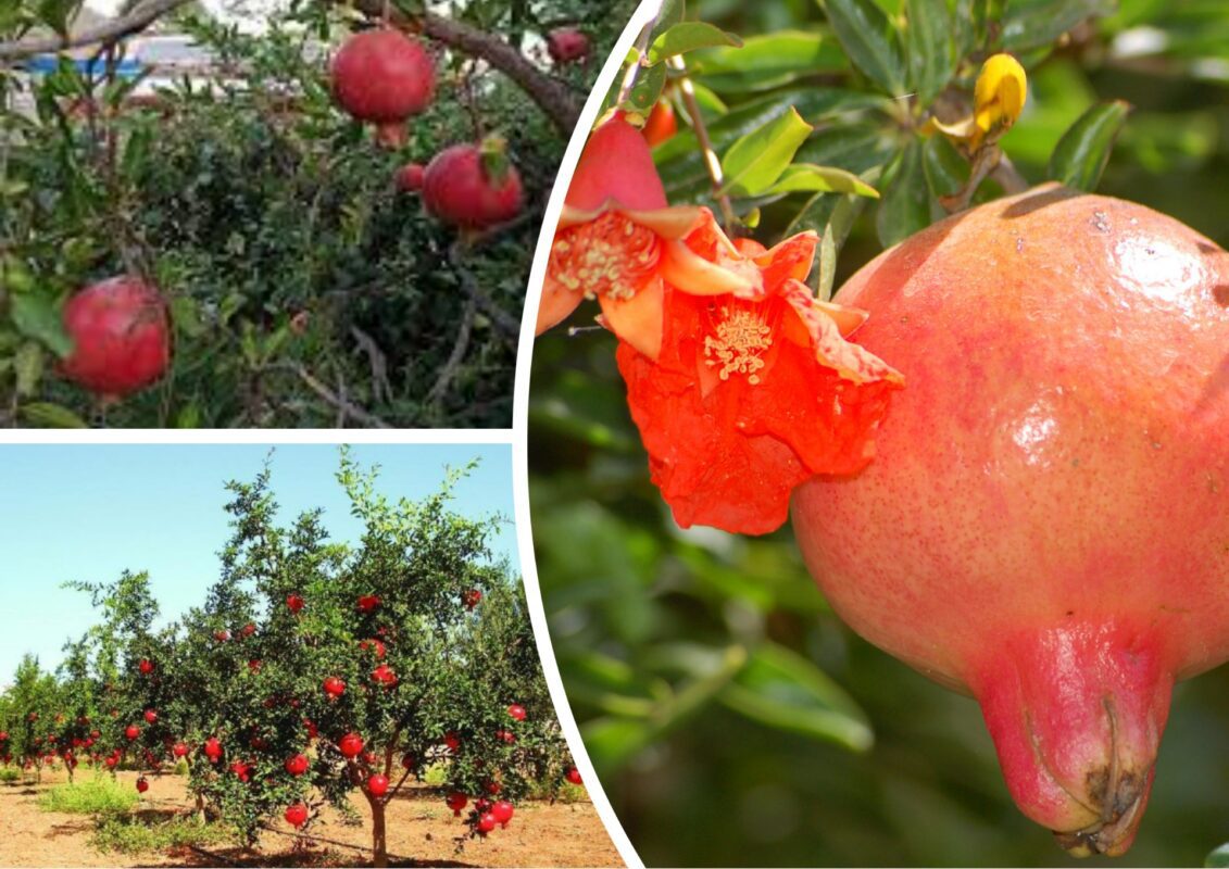 Де в Україні можна вирощувати гранати