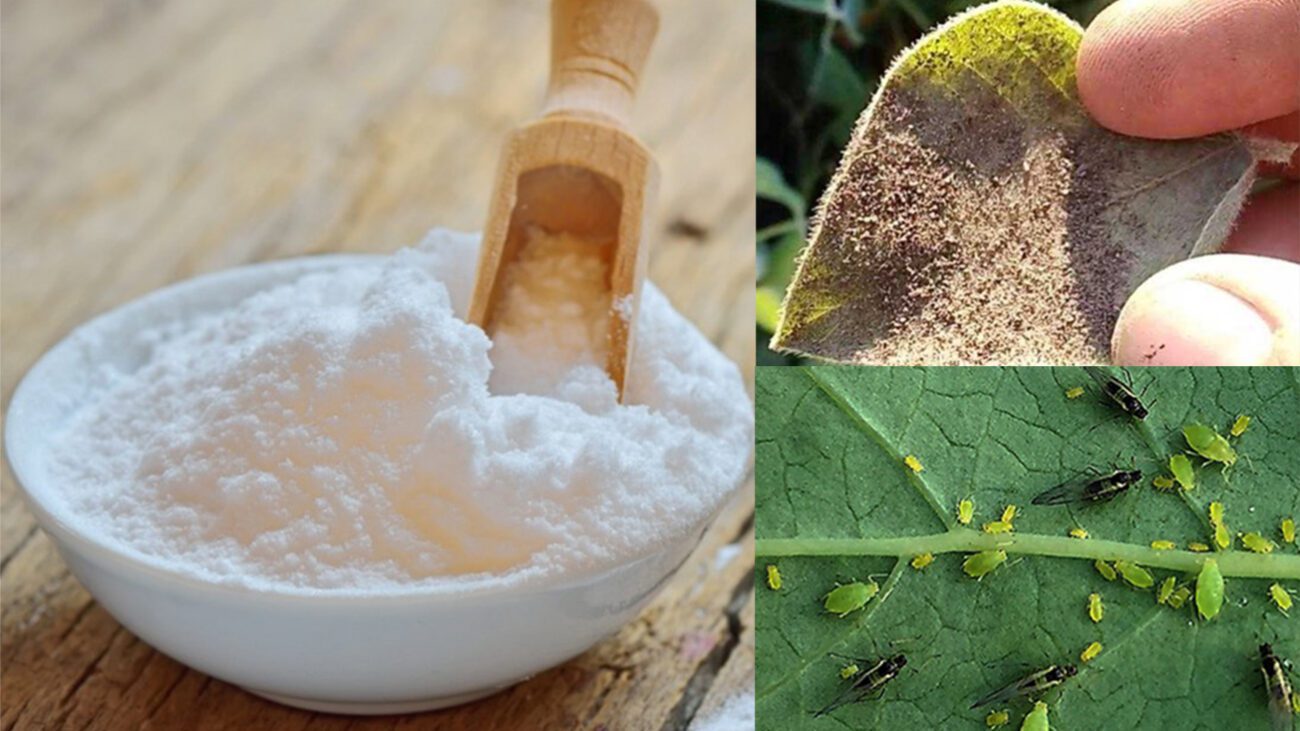 Як застосовувати соду на грядках