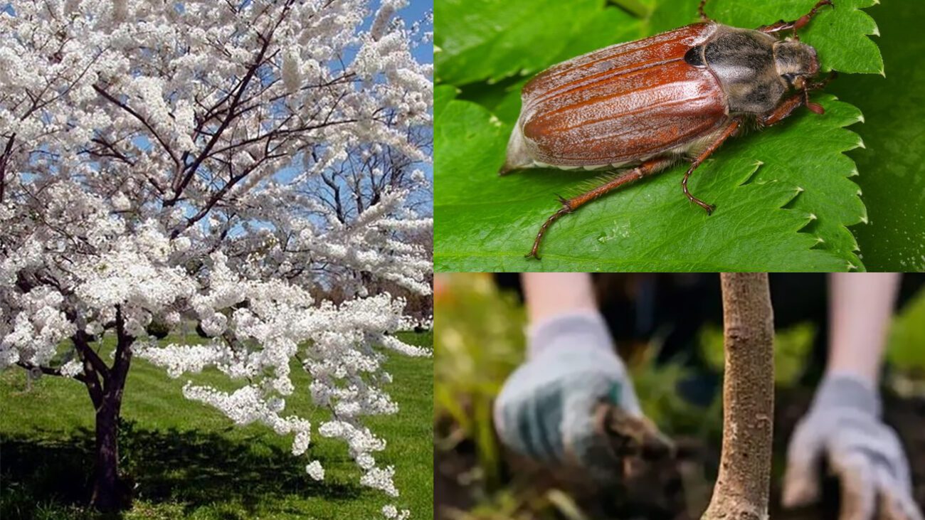 Як позбутися хрущів на плодових деревах