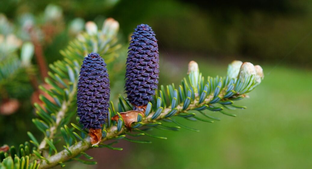 Чим підживити хвойні кущі та дерева навесні: інвестиція у гарний двір та сад вже в 2025 році 