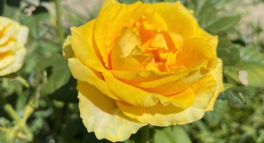 Троянди не пʼють каву, але вдячні: як зробити добриво з гущі – 2 кроки, і вдома справжня казка 