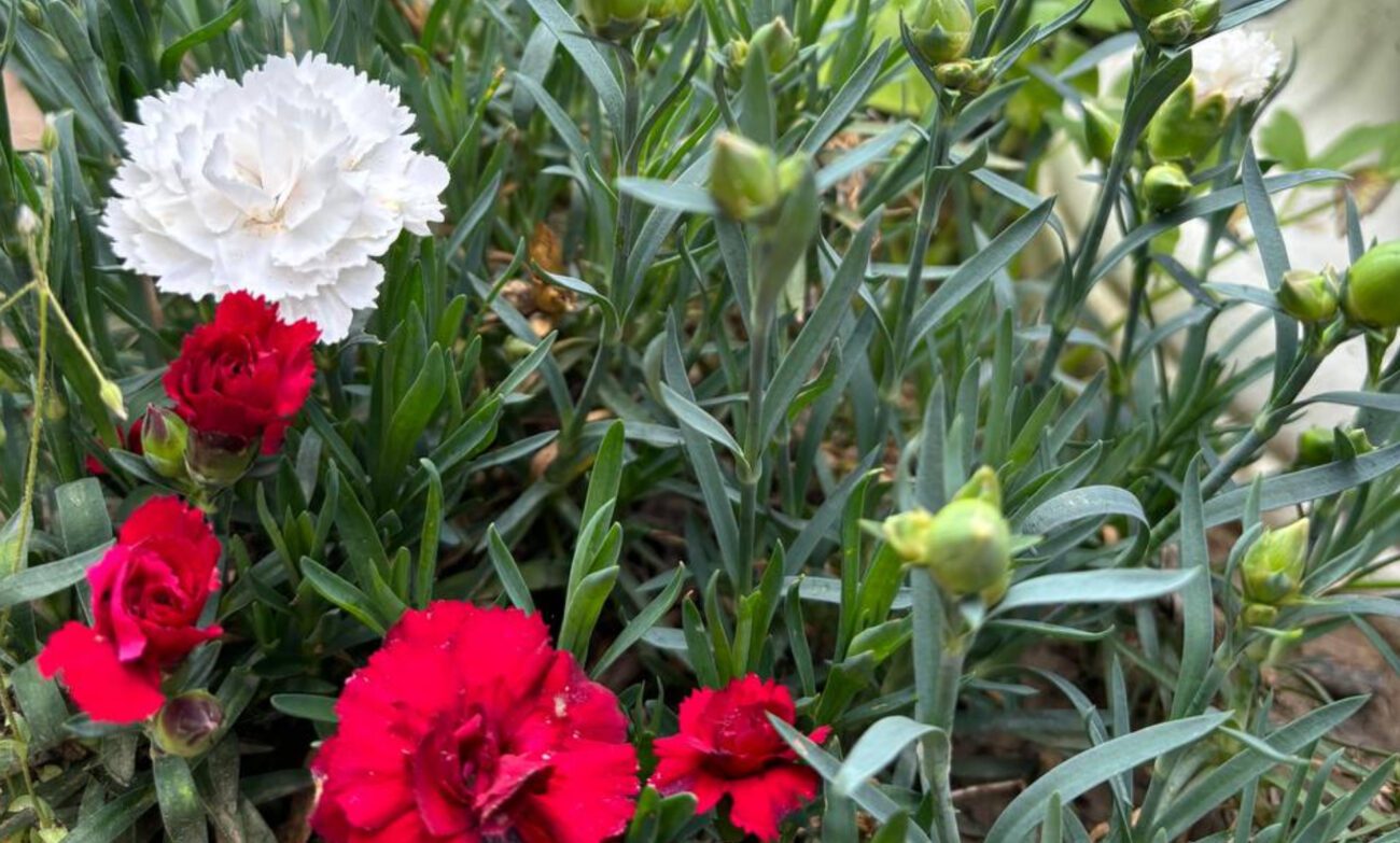 Експерт розповів, які квіти посадити для цвітіння у травні 