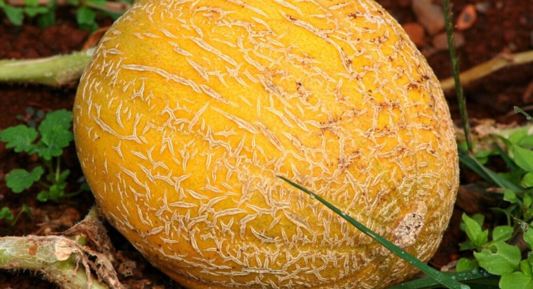 Це сусідство зведе нанівець все: не висаджуйте диню поруч з ними – 3 культури “нон-грата” 