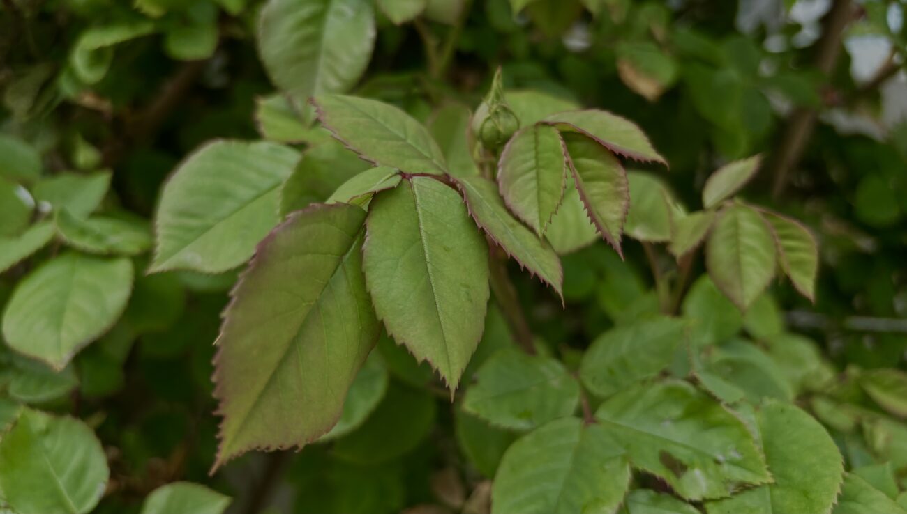 Квітникар розповів, як правильно доглядати за трояндами