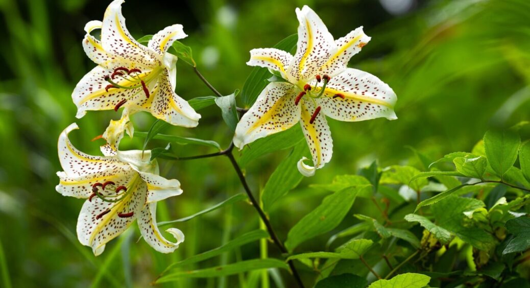 Лілії пишніші за хмарки: чим підживити кущі в саду, що квіти були в 2 рази більші, ніж долоні 