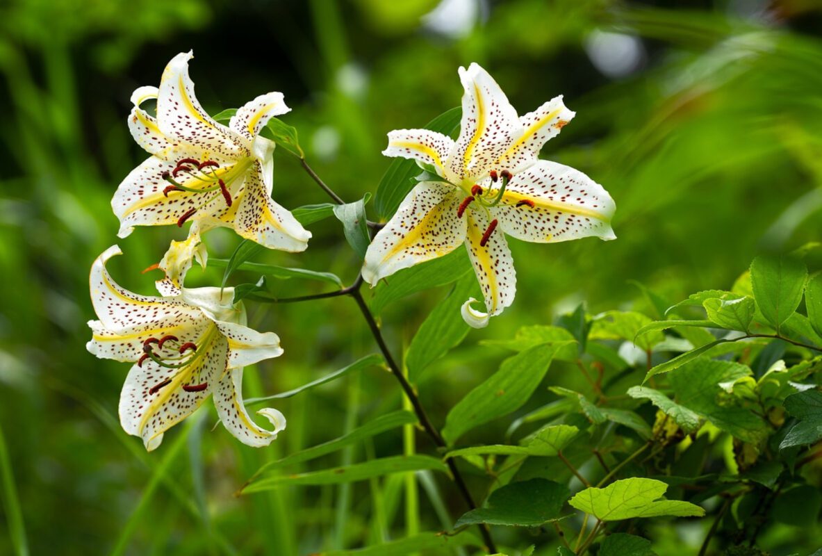 Квітникар розповів, як ефективно підживити лілії восени