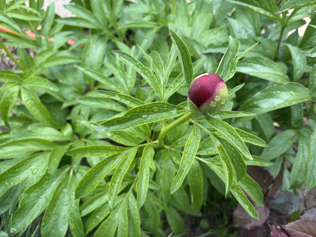 Квітникар розповів, що необхідно зробити для рясного цвітіння півоній