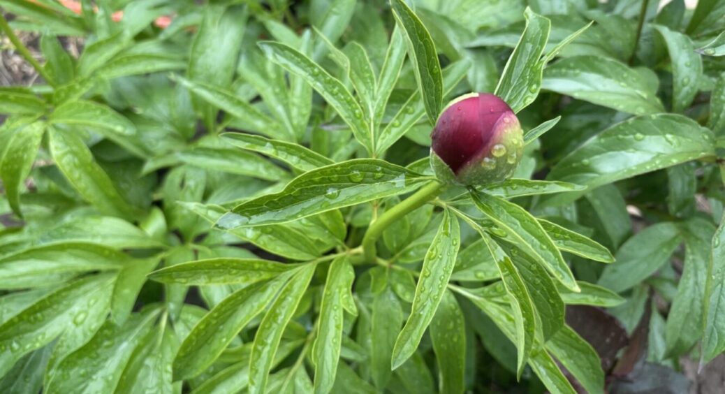 Догляд за півоніями в травні: 5 речей, які потрібно обов’язково зробити для рясного цвітіння 