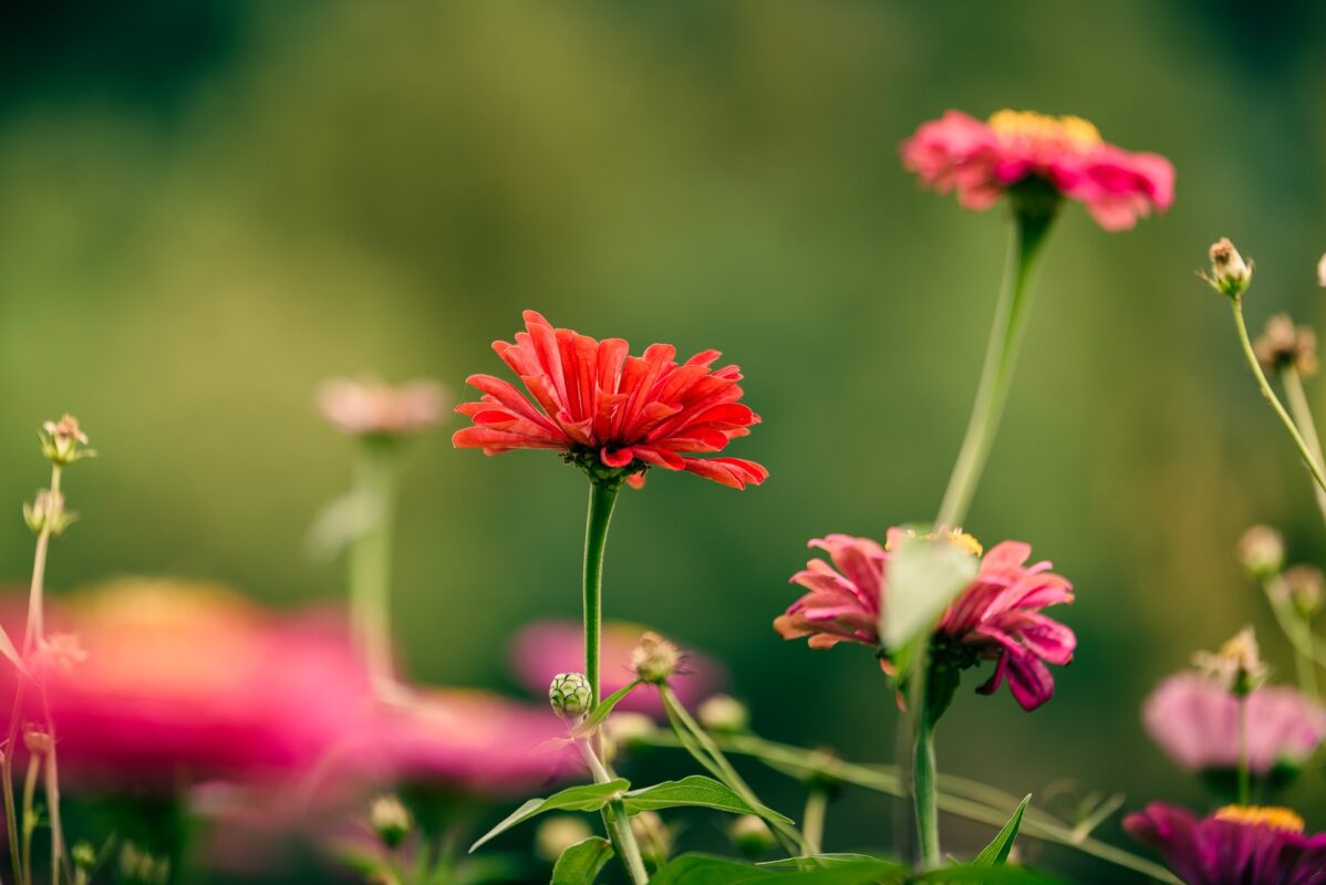 Ландшафтний дизайнер розповів, які квіти посадити серед каміння