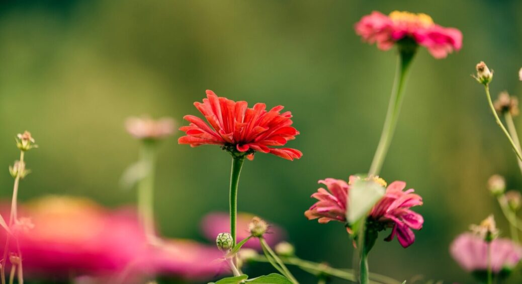 Висаджую ці багаторічники серед каміння, і виходить не сад, а квітучий оазис: ці 3 – найкращі 