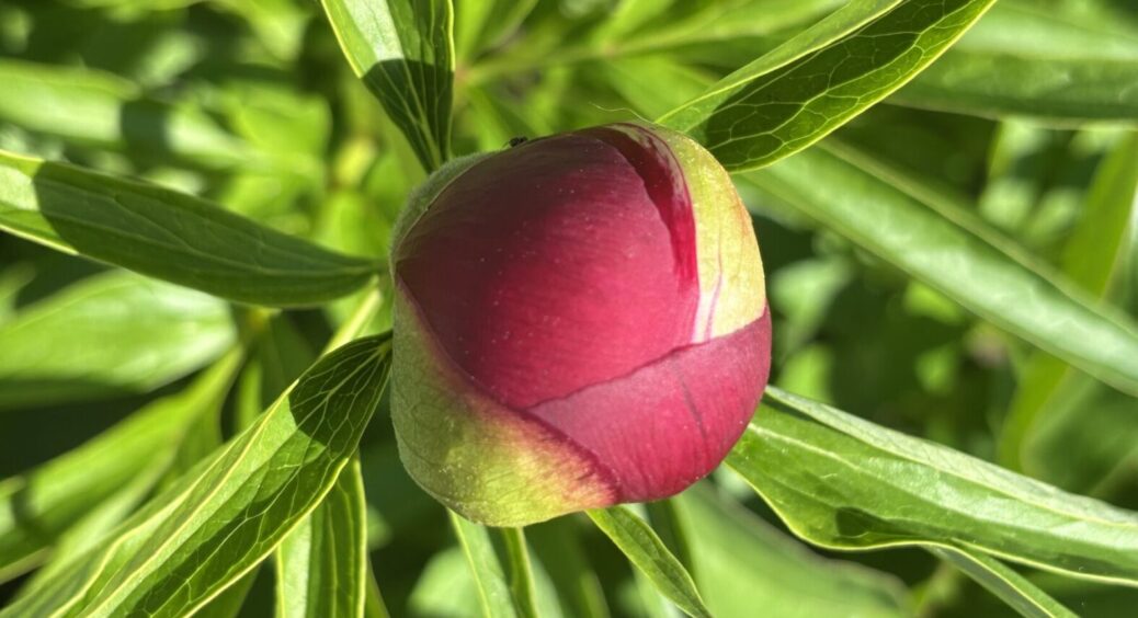 Не чекайте літа! У травні півонії вимагають цієї процедури як повітря — зацвітуть як ніколи 