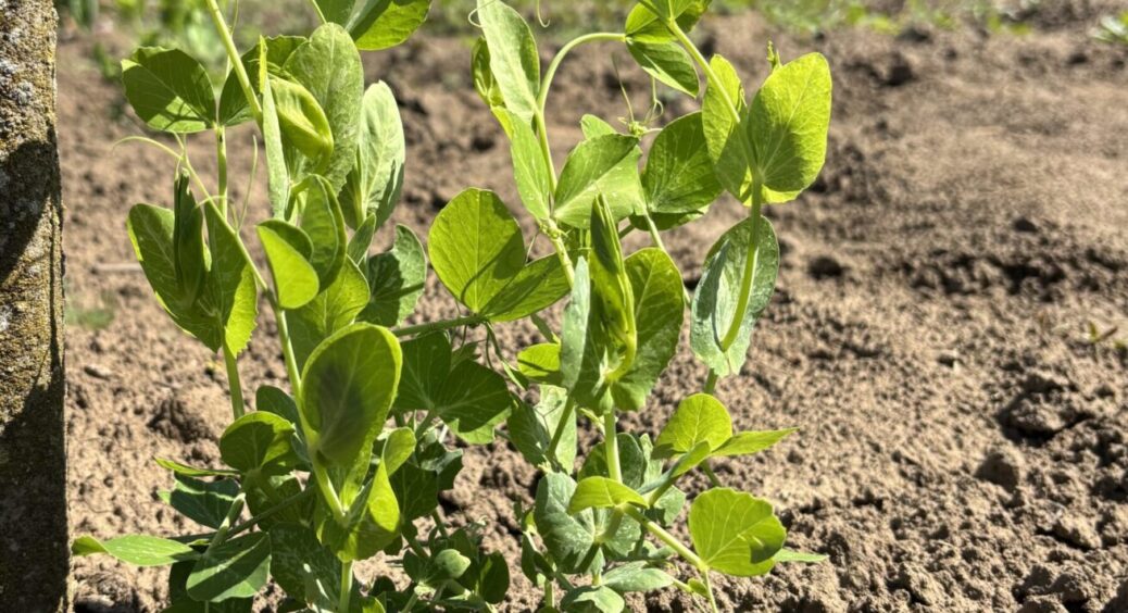 Сію під зиму цей горох, влітку 2026 матиму горошини діаметром з гривню: солодкіі соковиті 