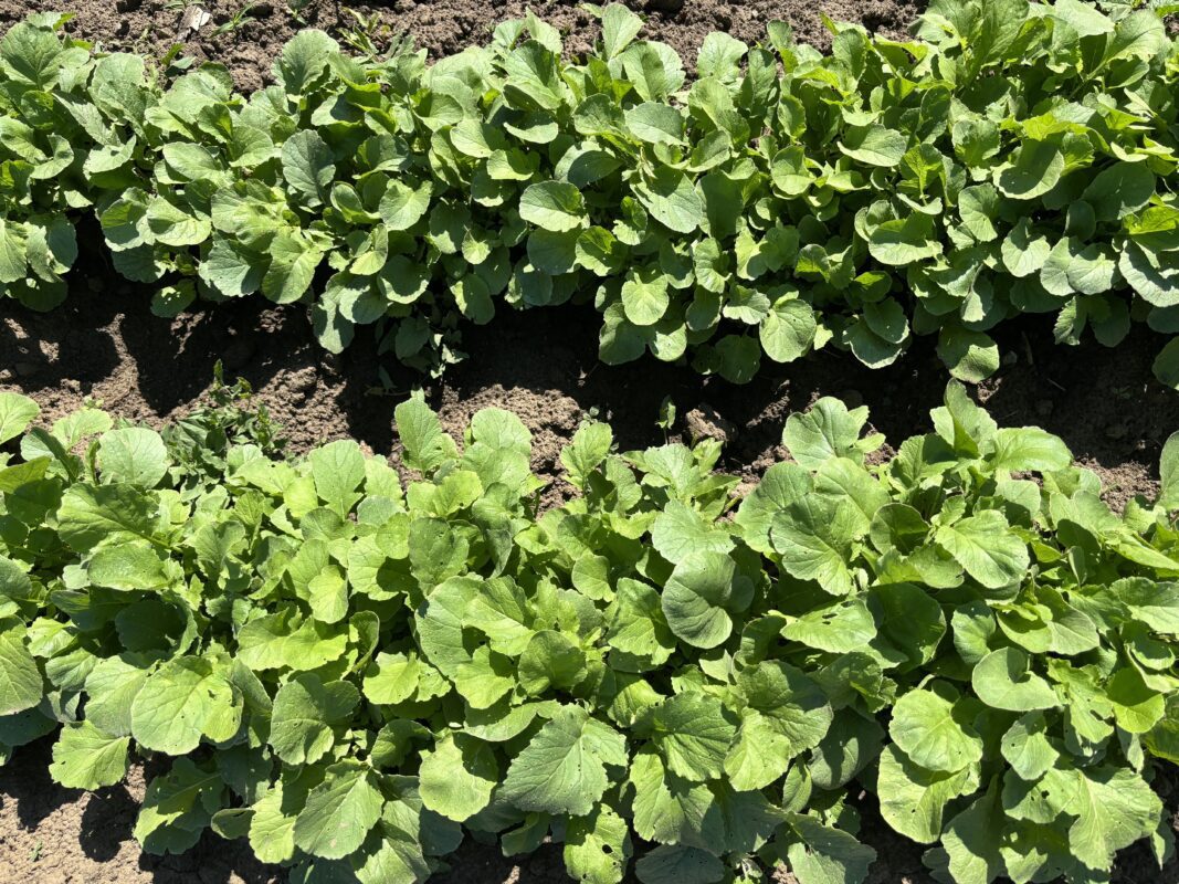 Експерт розповів, як захистити овочі від хвороб