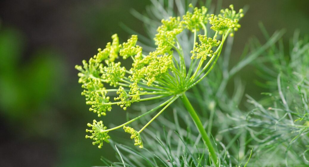 Секрет сходів за 1 добу: простий трюк із кропом, про який не розкажуть у агромагазині 