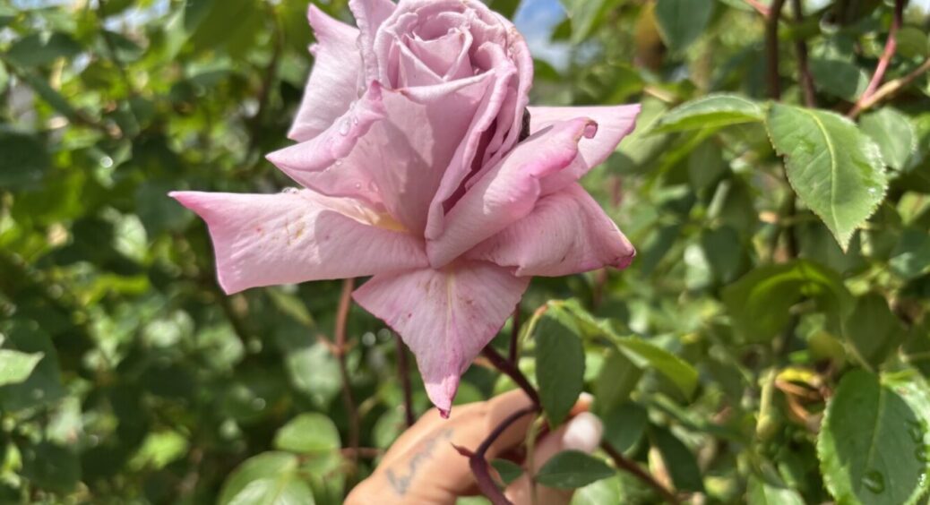 Не встигли бутони розкритися, одразу осипалися: 3 помилки, через які троянди цвітуть лічені дні 