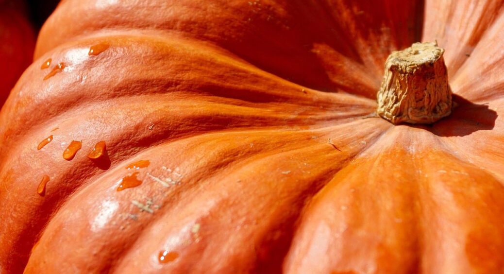 Гарбуз розміром, як карета попелюшки: 1 сорт, що завжди вражає видатними габаритами 