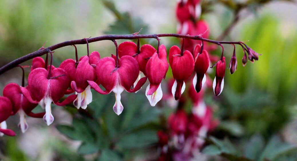 Азійський скарб для посушливої Одещини: посадіть цю рослину у 2025-му – гості охатимуть 