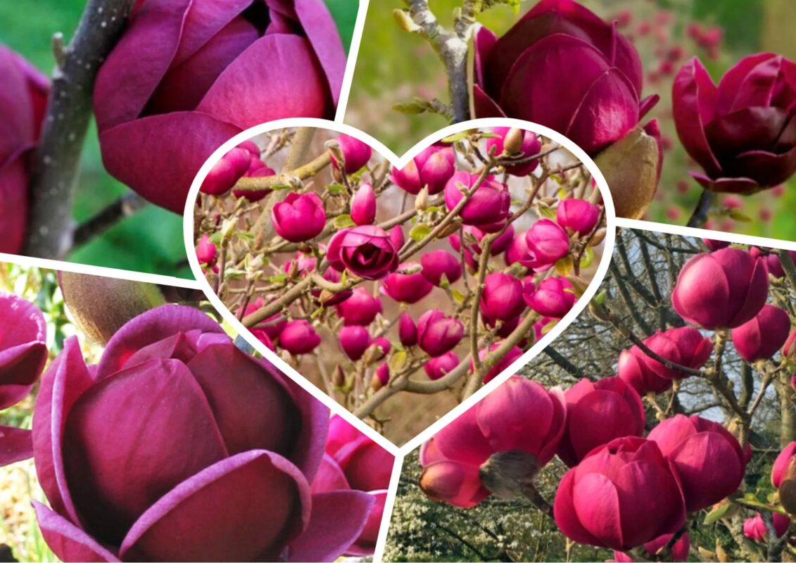 Садівники пояснили, який сорт магнолії цвіте вже в квітня кожного року