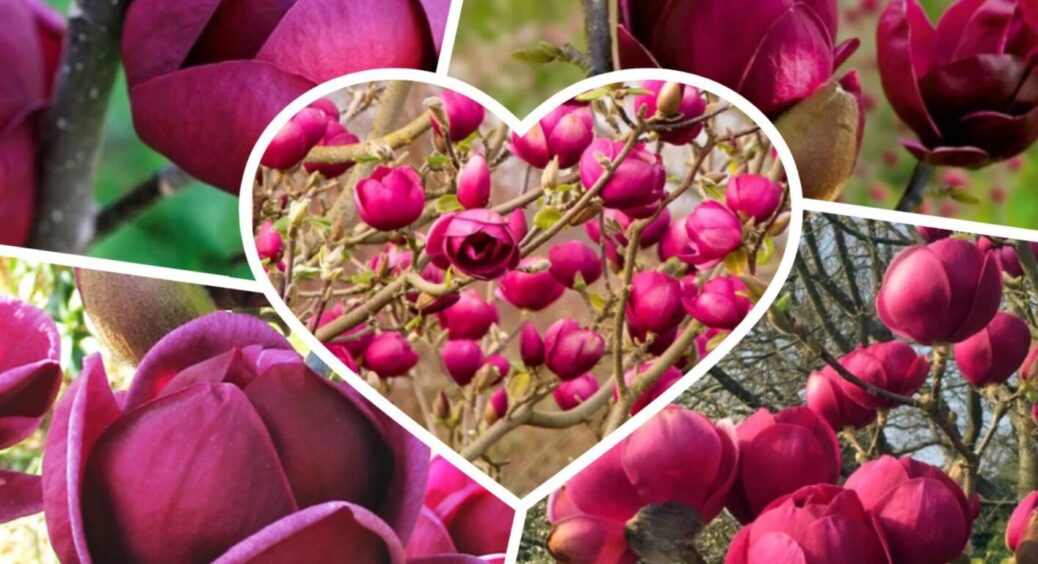Цей сорт магнолії цвіте двічі на рік: сформовані саджанці вже мають безліч гарних бутонів 