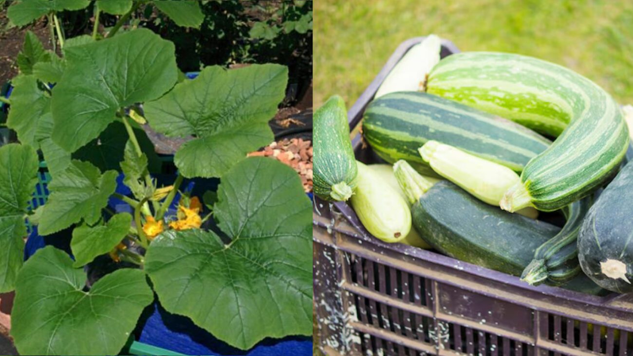 Як виростити кабачки в ящику